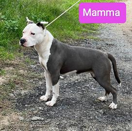 Cucciolo di Amstaff Blue