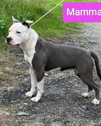 Cucciolo di Amstaff Blue