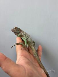 Iguana