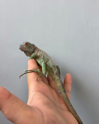 Iguana