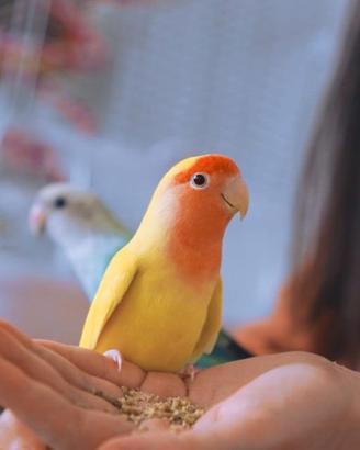 coppia pappagalli inseparabili allevati a mano