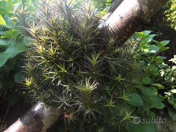 Tillandsia Bergeri