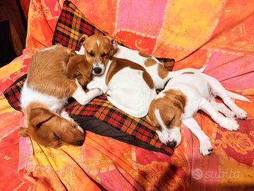 CuccioliJack Russell