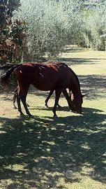 Cavalli ex polo