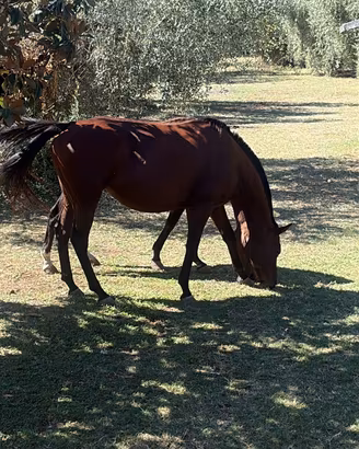 Cavalli ex polo