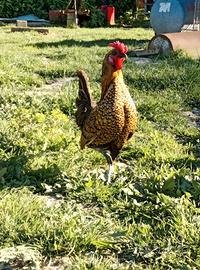 Gallo