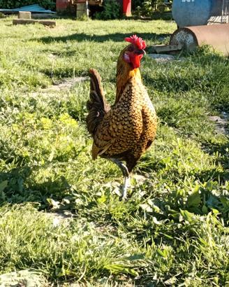 Gallo