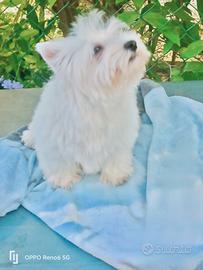 West White hinghland terrier