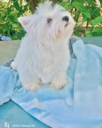 West White hinghland terrier