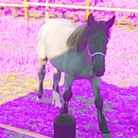 Cavallo per tutti