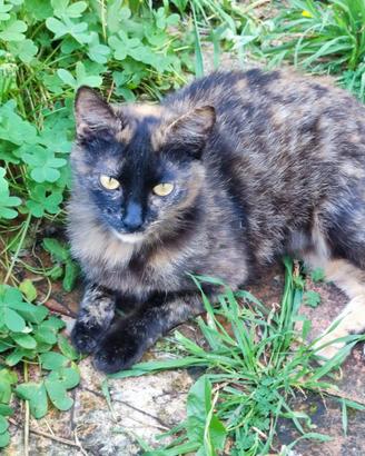 Amarena micia squamina di 6 mesi