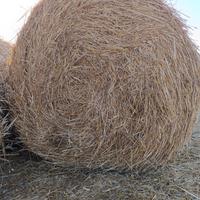Paglia di grano duro e orzo 