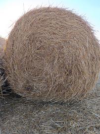 Paglia di grano duro e orzo 