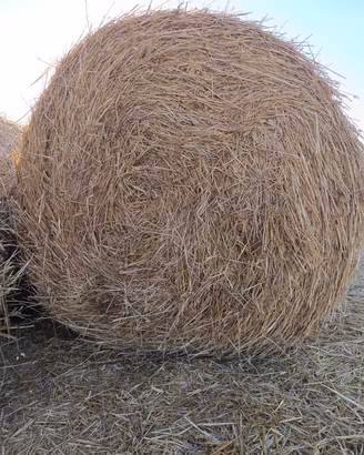 Paglia di grano duro e orzo 