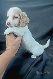 Bassottino pelo lungo extreme piebald