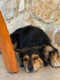 Cagnolino taglia media piccola