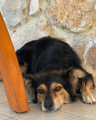 Cagnolino taglia media piccola