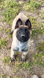 Pastore belga Malinois