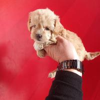 Barboncino toy maschio