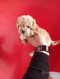 Barboncino toy maschio