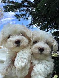 Maltesi maltese