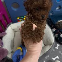 Cucciola Barboncino Toy
