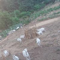 Capra svizzera da latte