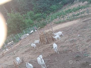 Capra svizzera da latte