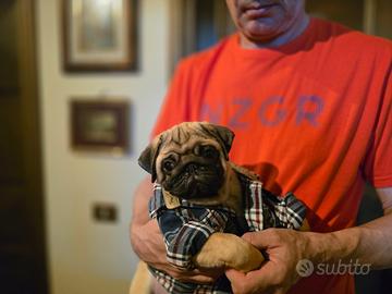 Cuccioli di Carlino con pedigree ENCI-FCI;