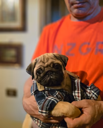 Cuccioli di Carlino con pedigree ENCI-FCI;