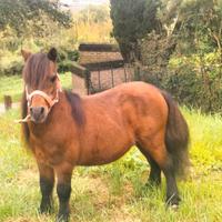 Pony castrone 80 cm