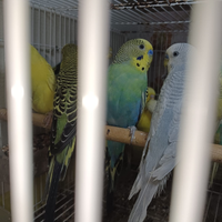 Cocoriti e bengalini