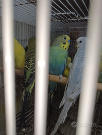 Cocoriti e bengalini