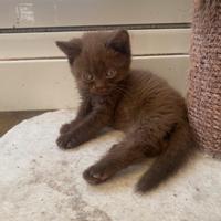 British shorthair cinnamon pedigree