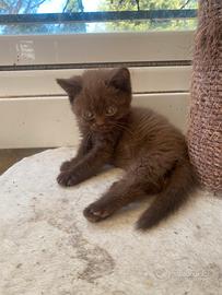 British shorthair cinnamon pedigree