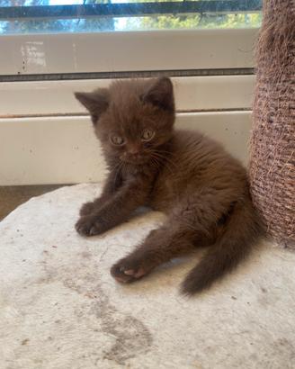 British shorthair cinnamon pedigree