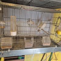 gabbia da 65 canarini 