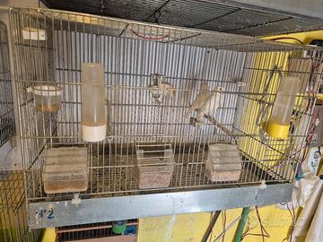 gabbia da 65 canarini 