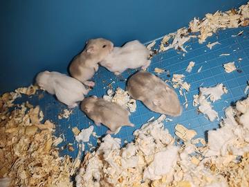 Cuccioli Criceti Winter White prenotabili