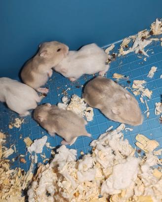 Cuccioli Criceti Winter White prenotabili