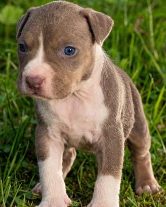 Pitbull ukc