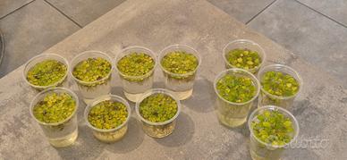 Limnobium Laevigatum e Salvinia Minima in cups
