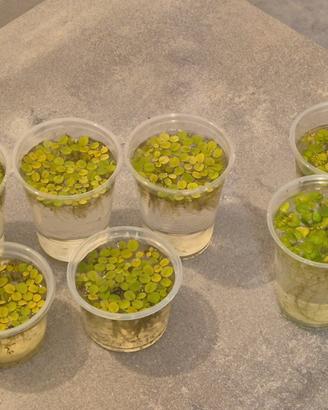 Limnobium Laevigatum e Salvinia Minima in cups