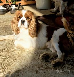 Cavalier king per monta