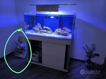 Acquario marino completo di tutto