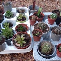 mix 20 vasetti cactus , succulente, mammillaria