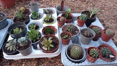 mix 20 vasetti cactus , succulente, mammillaria