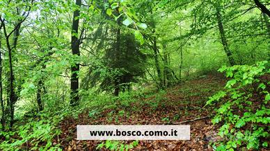 Bosco ceduo di 4700 mq a Centro Valle/Casasco (CO)