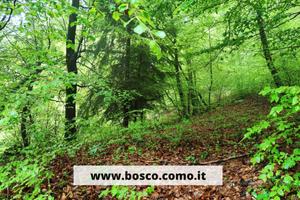 Bosco ceduo di 4700 mq a Centro Valle/Casasco (CO)