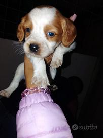 cuccioli breton